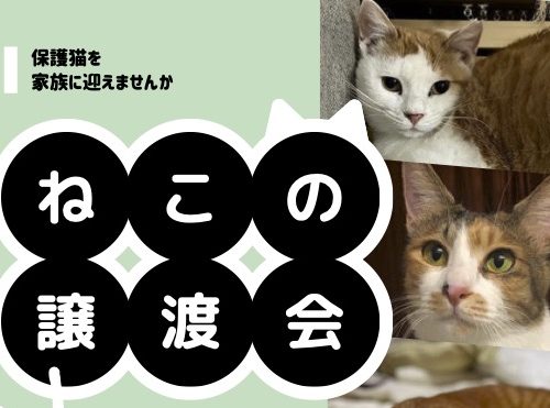 ねこの譲渡会