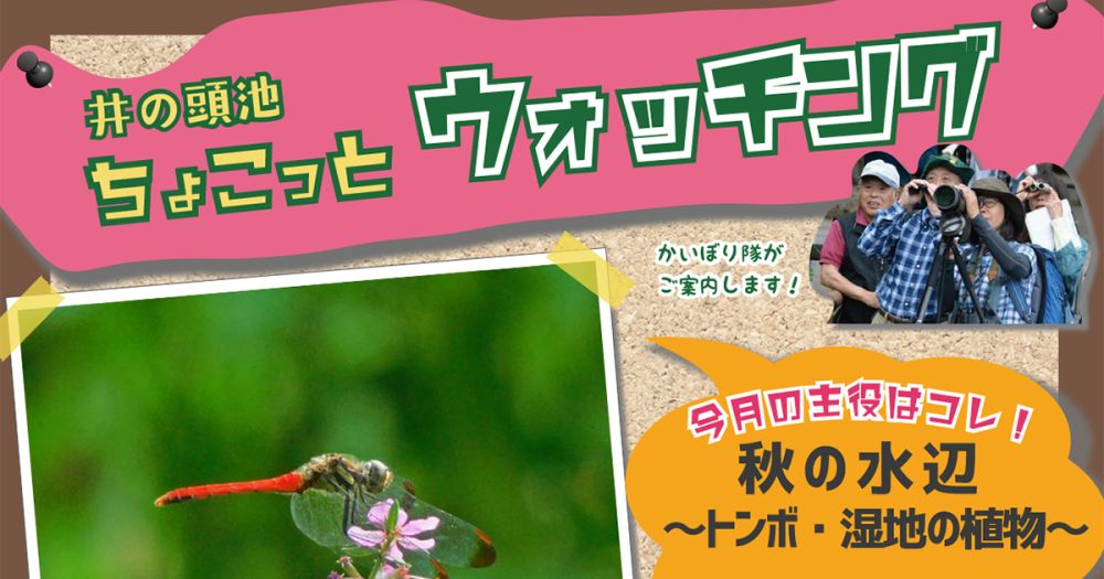 井の頭池ちょこっとウォッチング　2024年9月