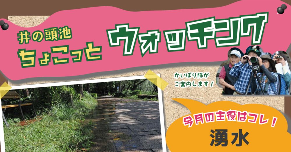 井の頭池ちょこっとウォッチング　2024年10月