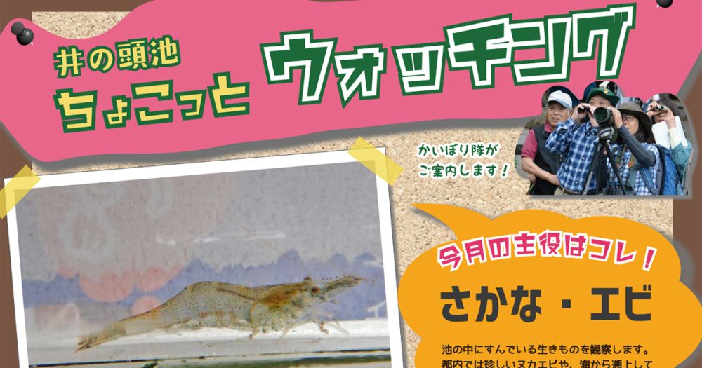 井の頭池ちょこっとウォッチング　2024年11月