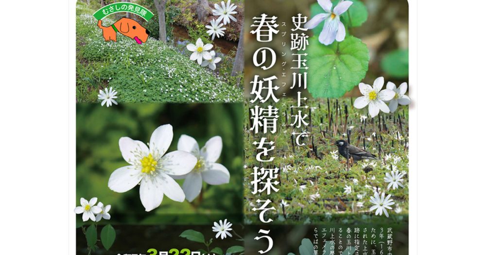 むさしの発見隊「史跡玉川上水で春の妖精（スプリング・エフェメラル）を探そう」