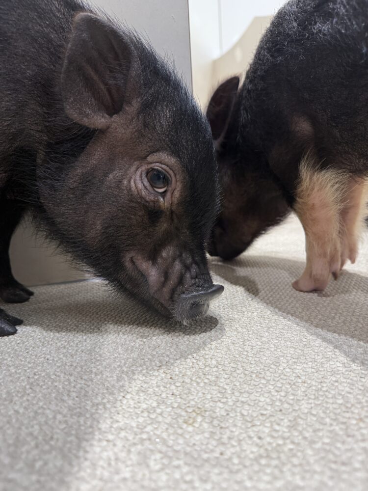 pignic cafe 吉祥寺店