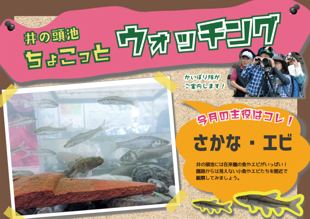 井の頭池ちょこっとウォッチング　2025年8月
