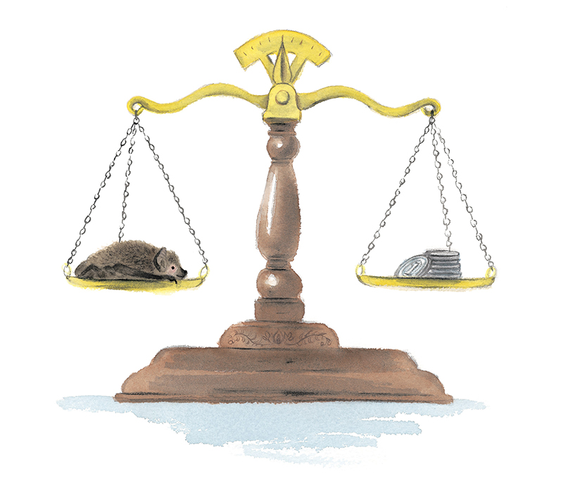 彫刻館特設展 Art and the Zoo vol.9「アヤ井アキコ 絵本『こうもり』 原画展」