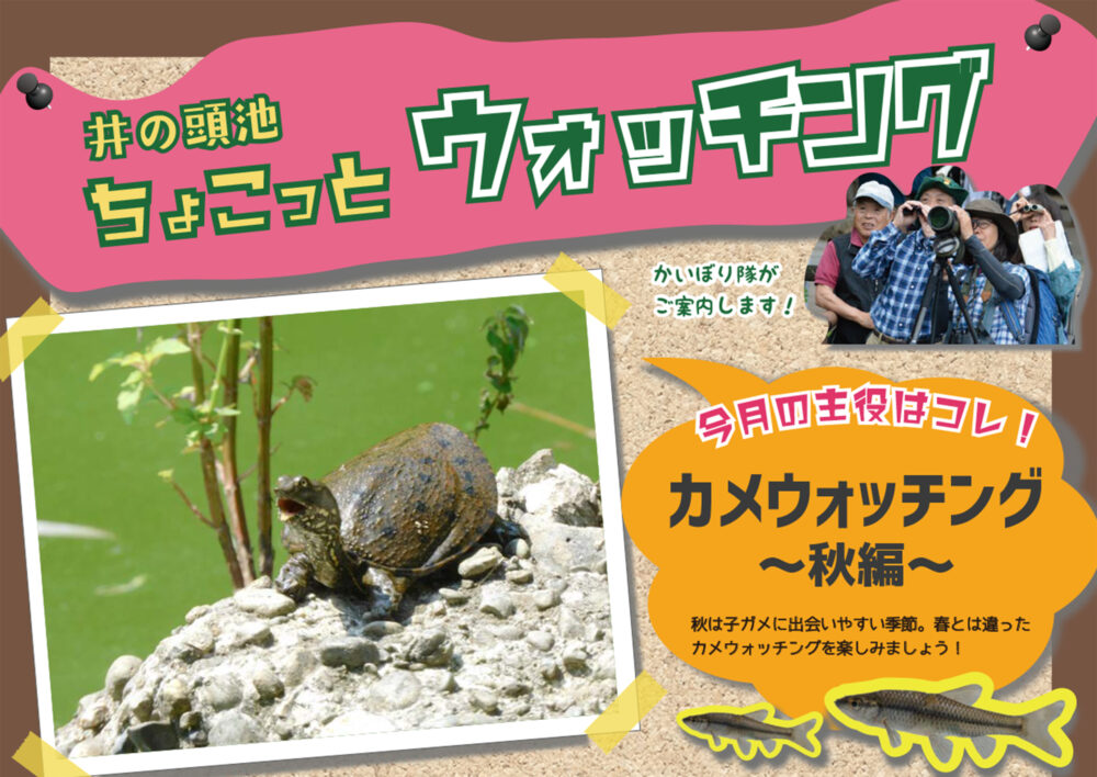 井の頭池ちょこっとウォッチング　2025年9月