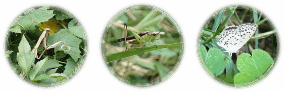 第227回井の頭かんさつ会「草むらの生きもの」