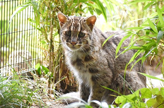 ヤマネコ保全講演会 「対馬と西表島のヤマネコたち─飼育・調査からつむぐ」オンライン参加者募集