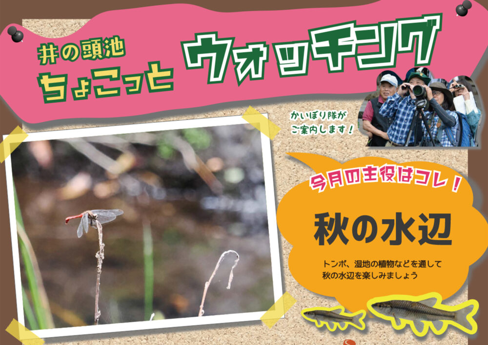 井の頭池ちょこっとウォッチング　2025年10月