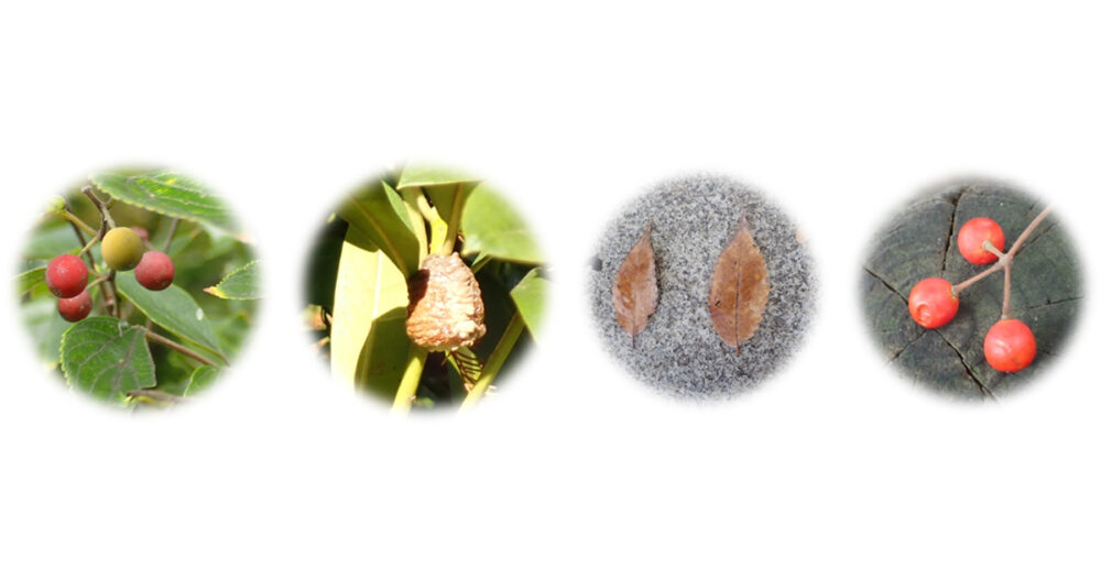 第228回井の頭かんさつ会「ちいさい秋みつけた」