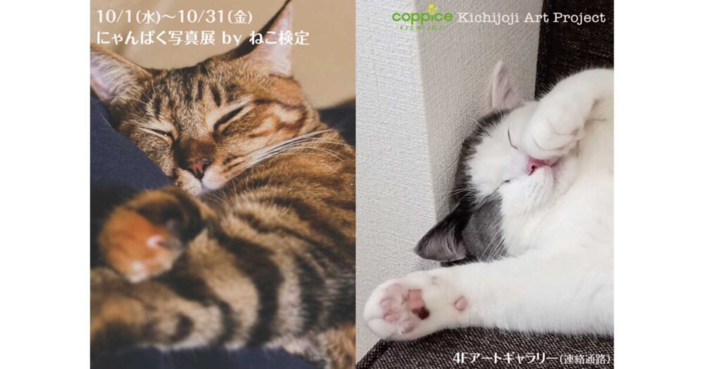 にゃんぱく写真展 by ねこ検定