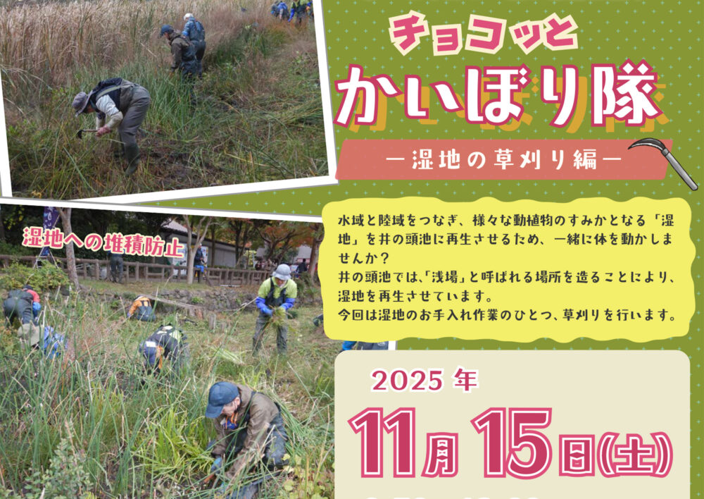 かいぼり隊と一緒に自然再生！「チョコッとかいぼり隊 －湿地の草刈り編－」2025年11月