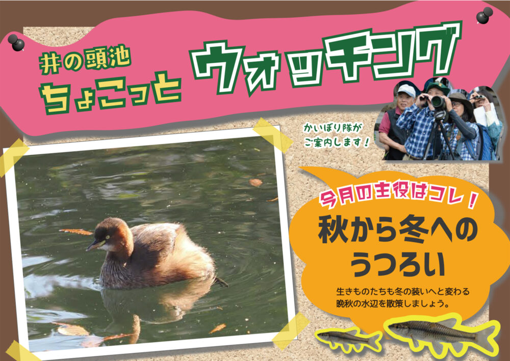 井の頭池ちょこっとウォッチング　2025年11月