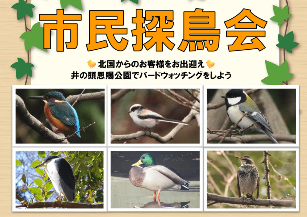 市民探鳥会