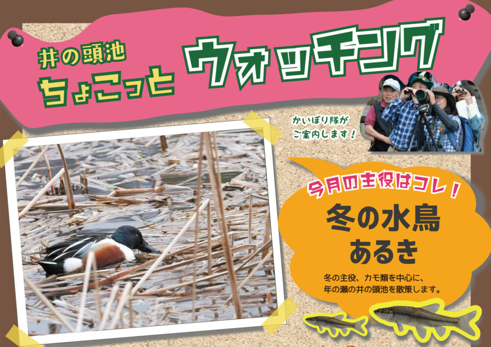 井の頭池ちょこっとウォッチング　2025年12月