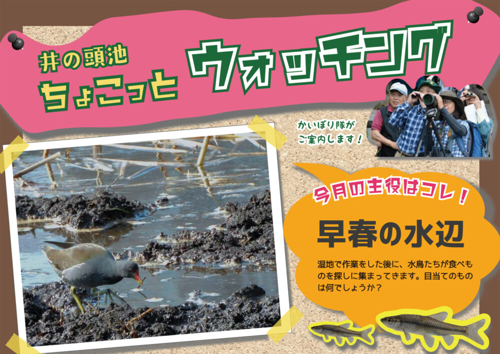 井の頭池ちょこっとウォッチング　2026年2月