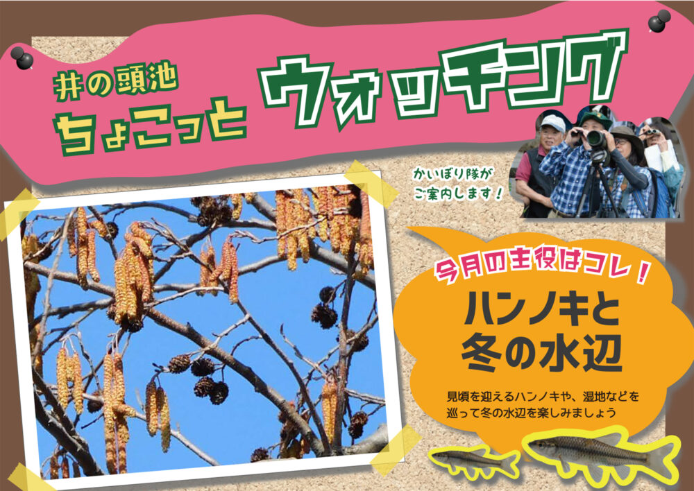 井の頭池ちょこっとウォッチング　2026年1月