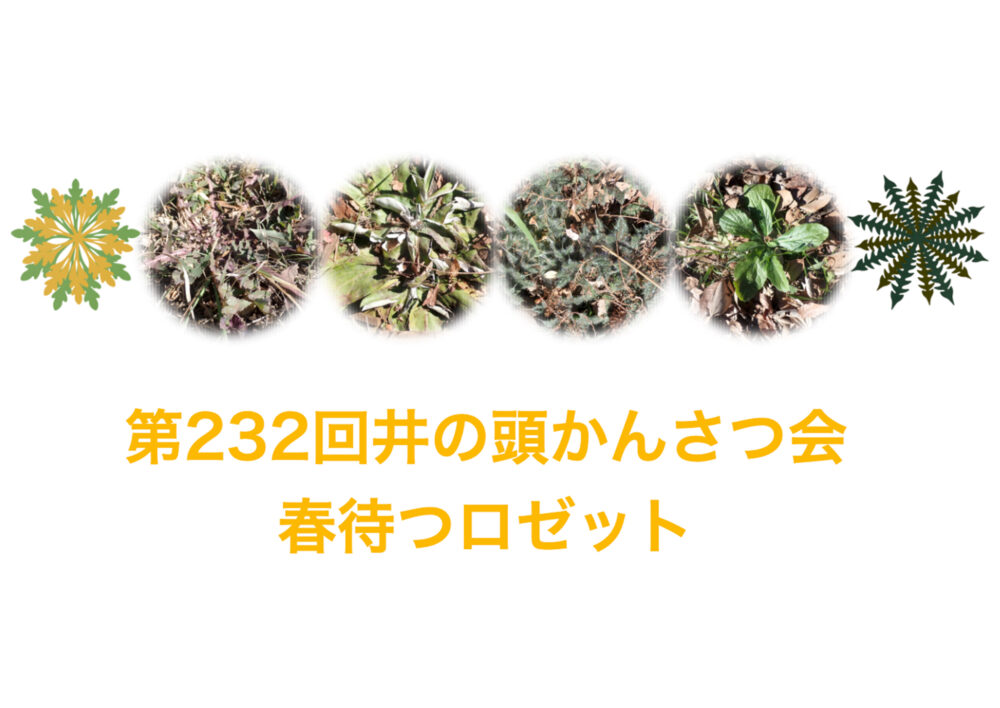 第232回井の頭かんさつ会「春待つロゼット」