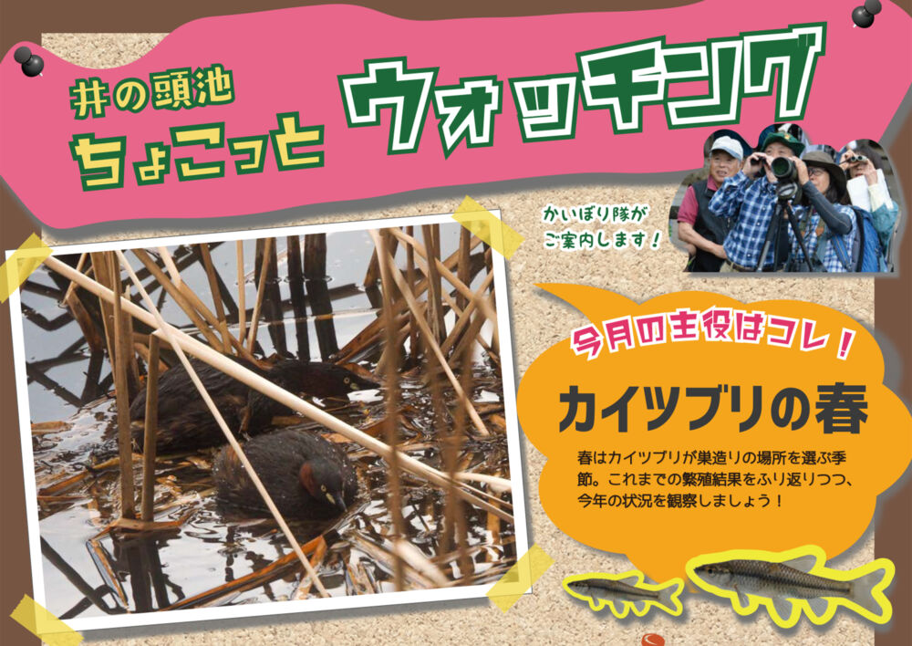 井の頭池ちょこっとウォッチング　2026年3月