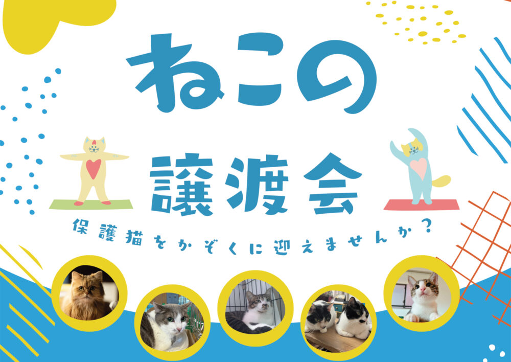 ねこの譲渡会