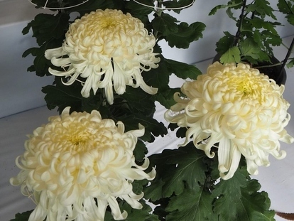 菊づくり講習会